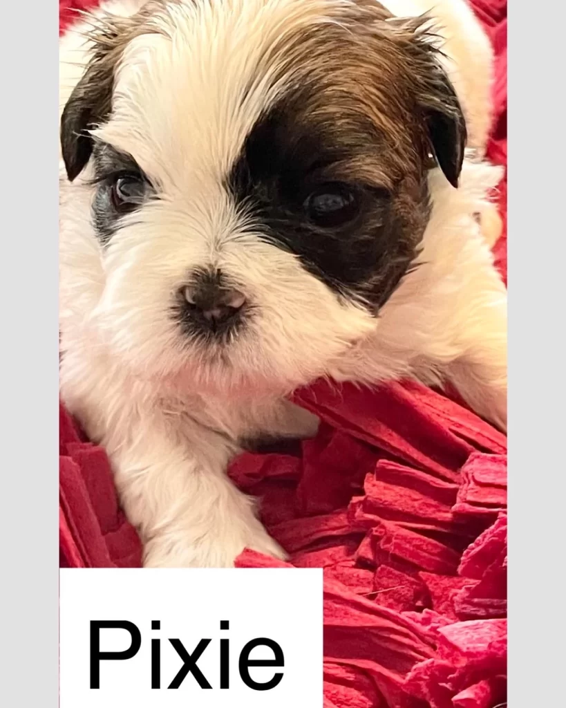 Gold and white female Shih Tzu puppy.