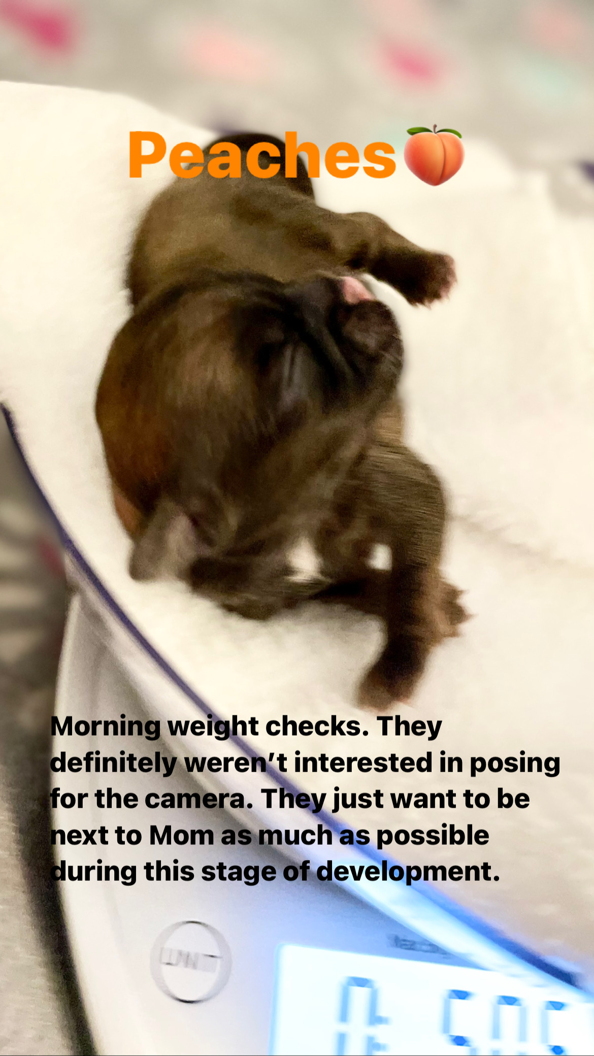 Shih Tzu puppy weight check.