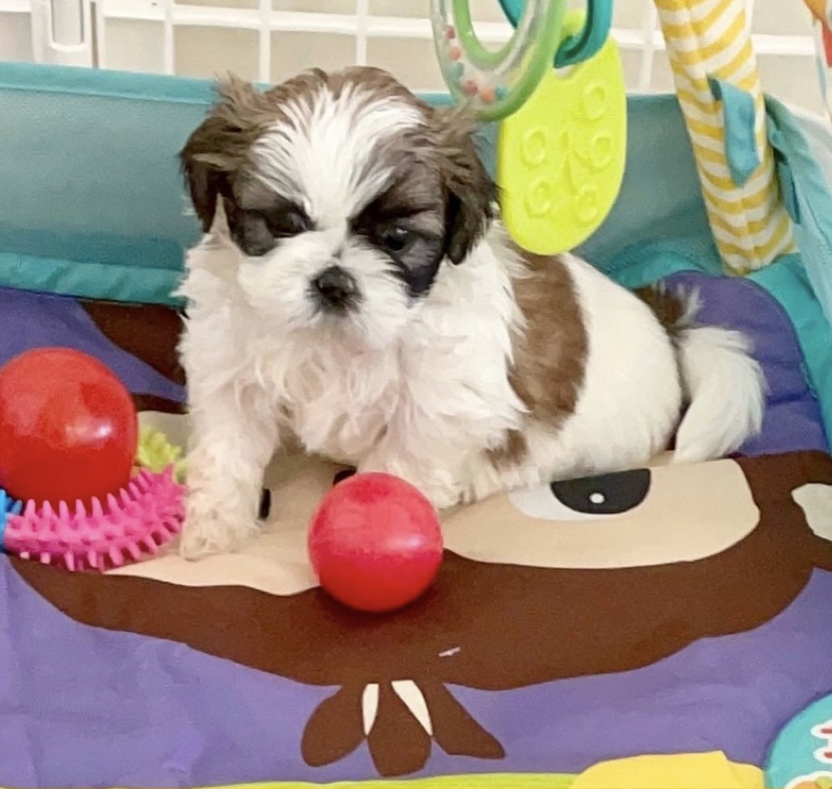 how-to-keep-puppies-busy-arizona-sunrise-shih-tzus-poos