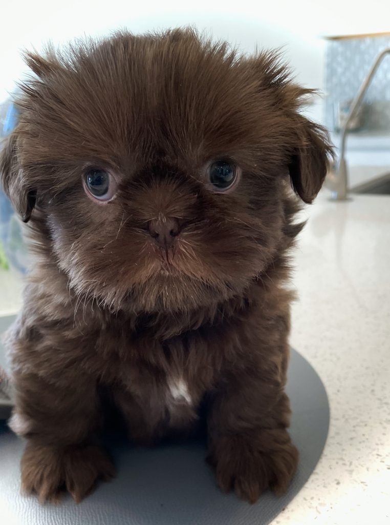 A purebred chocolate and white Shih tzu puppy for sale posing for a photo.