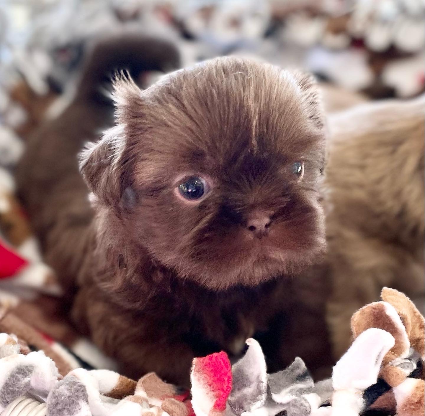 Preparing for Vet Visits | Arizona Sunrise Shih Tzus & Poos