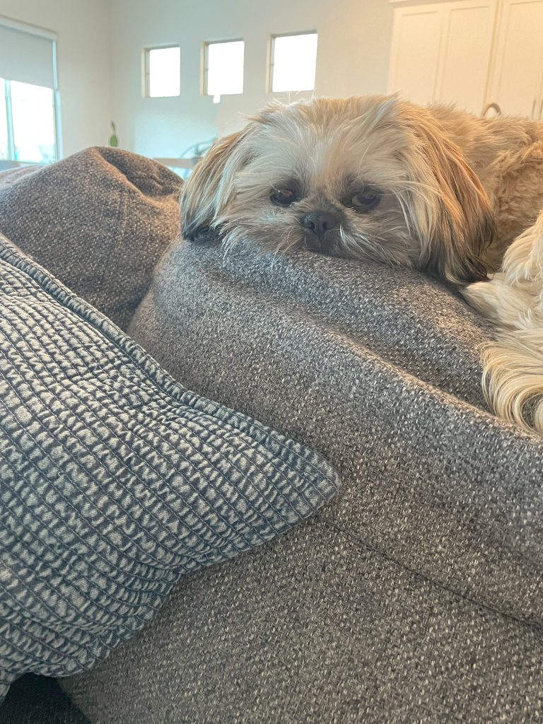 A female Shih Tzu puppy from an ethical breeder laying on a couch.