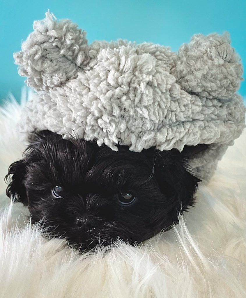 A black Shih Tzu puppy wearing a light gray hoodie with ears. 