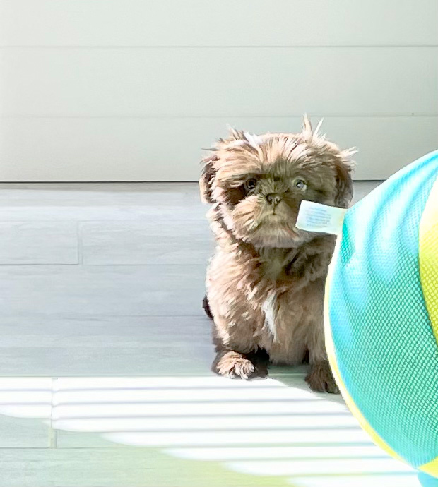 a brown Shih Tzu puppy next to a large green and yellow ball.