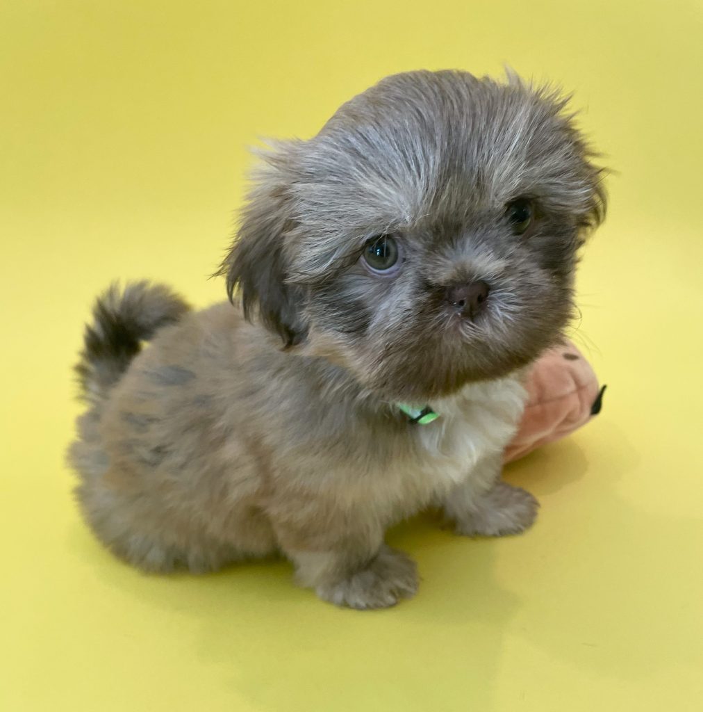 A liver Shih Tzu puppy posing next to a toy cookie.