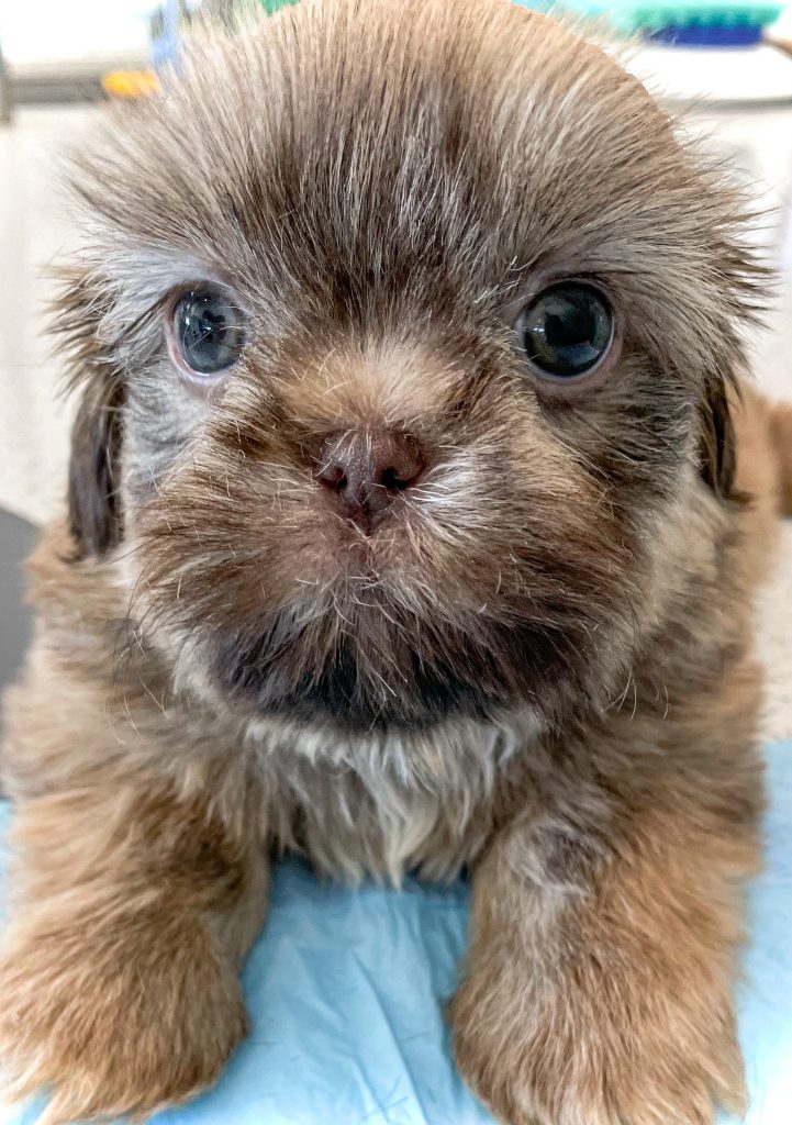 A liver Shih tzu puppy for sale by a responsible Shih tzu breeder.