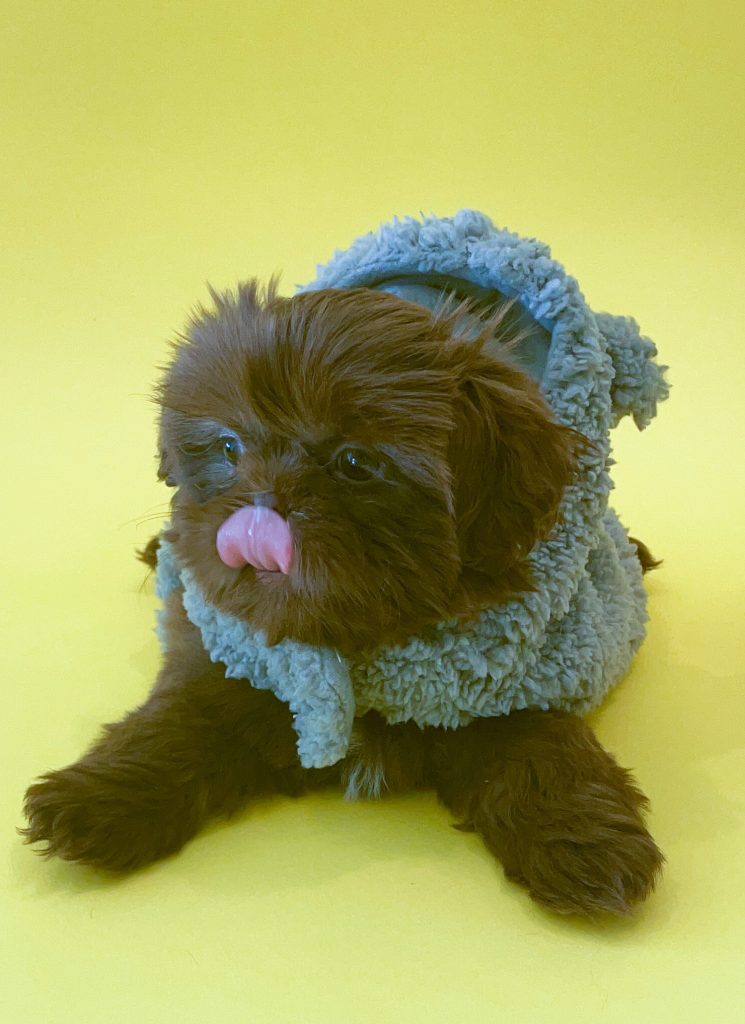 A purebred chocolate Shih Tzu puppy with his tongue out wearing a baby blue hoodie.