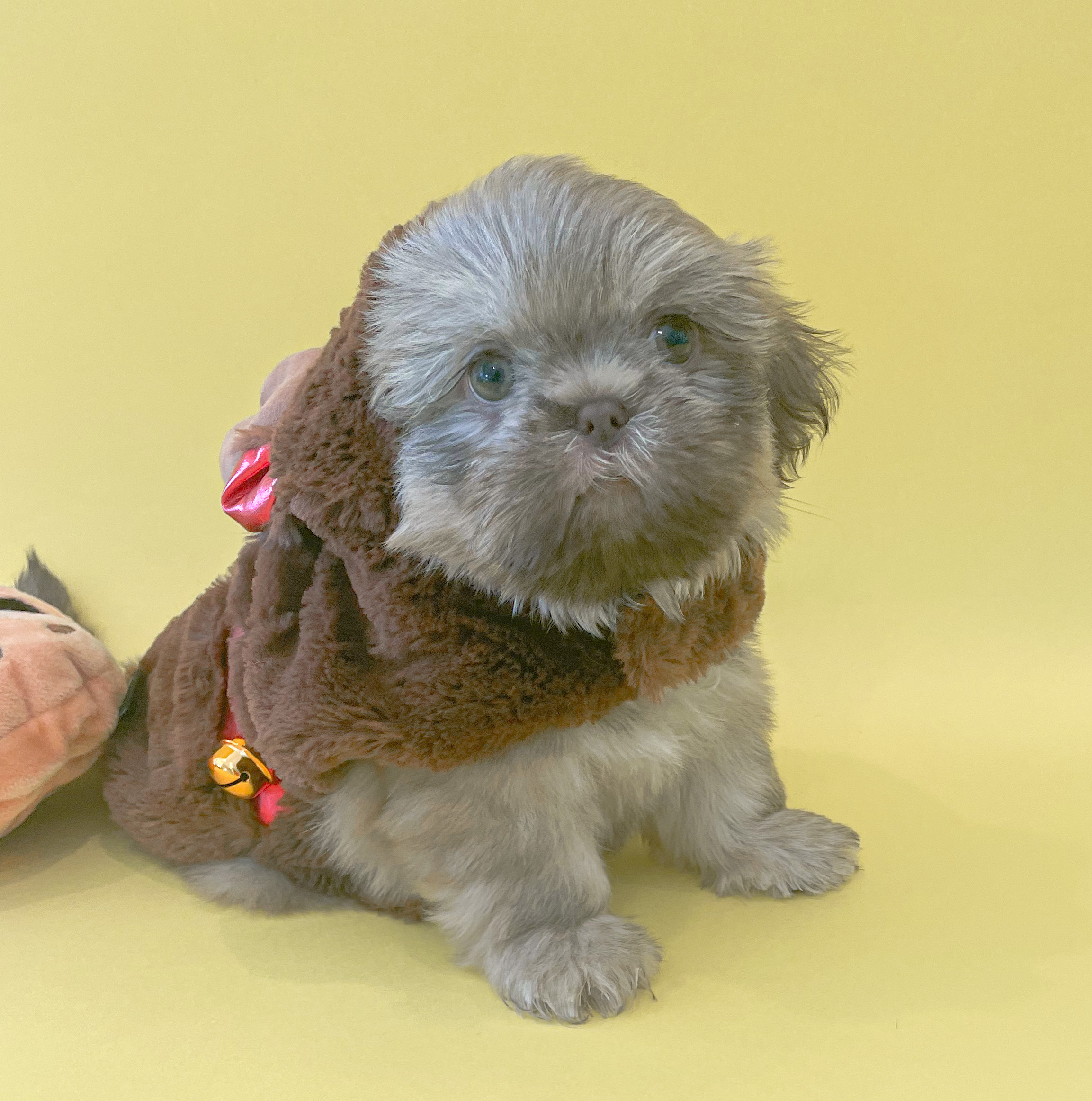 Shih tzu hot sale airplane