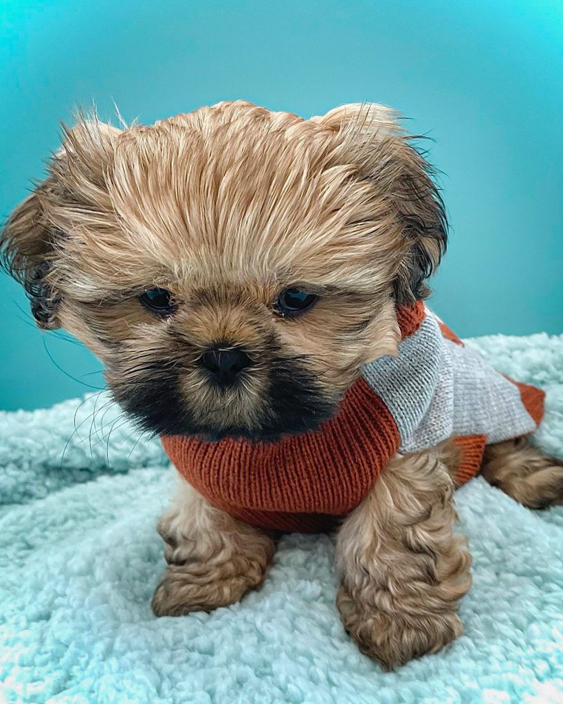 A gold Shih Tzu puppy from my responsible breeding program wearing an orange and gray sweater.