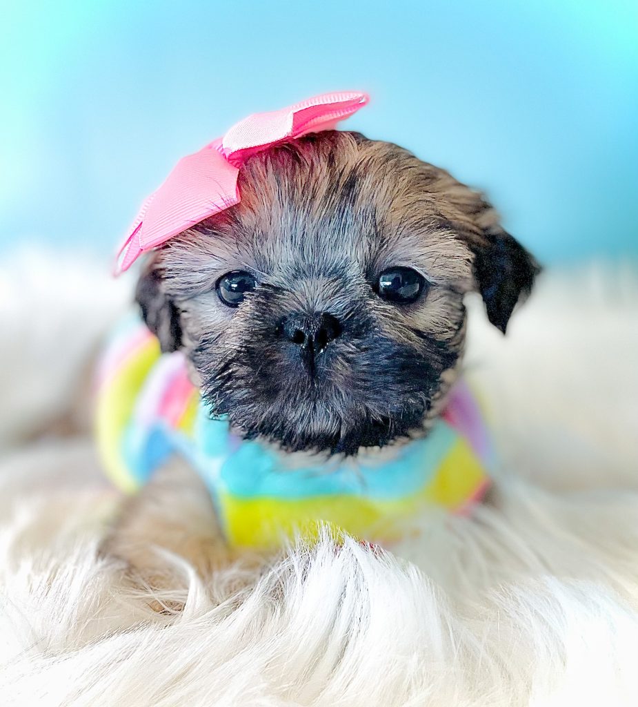 A sable Shih Tzu puppy wearing a multi-colored striped sweater and a pink bow.