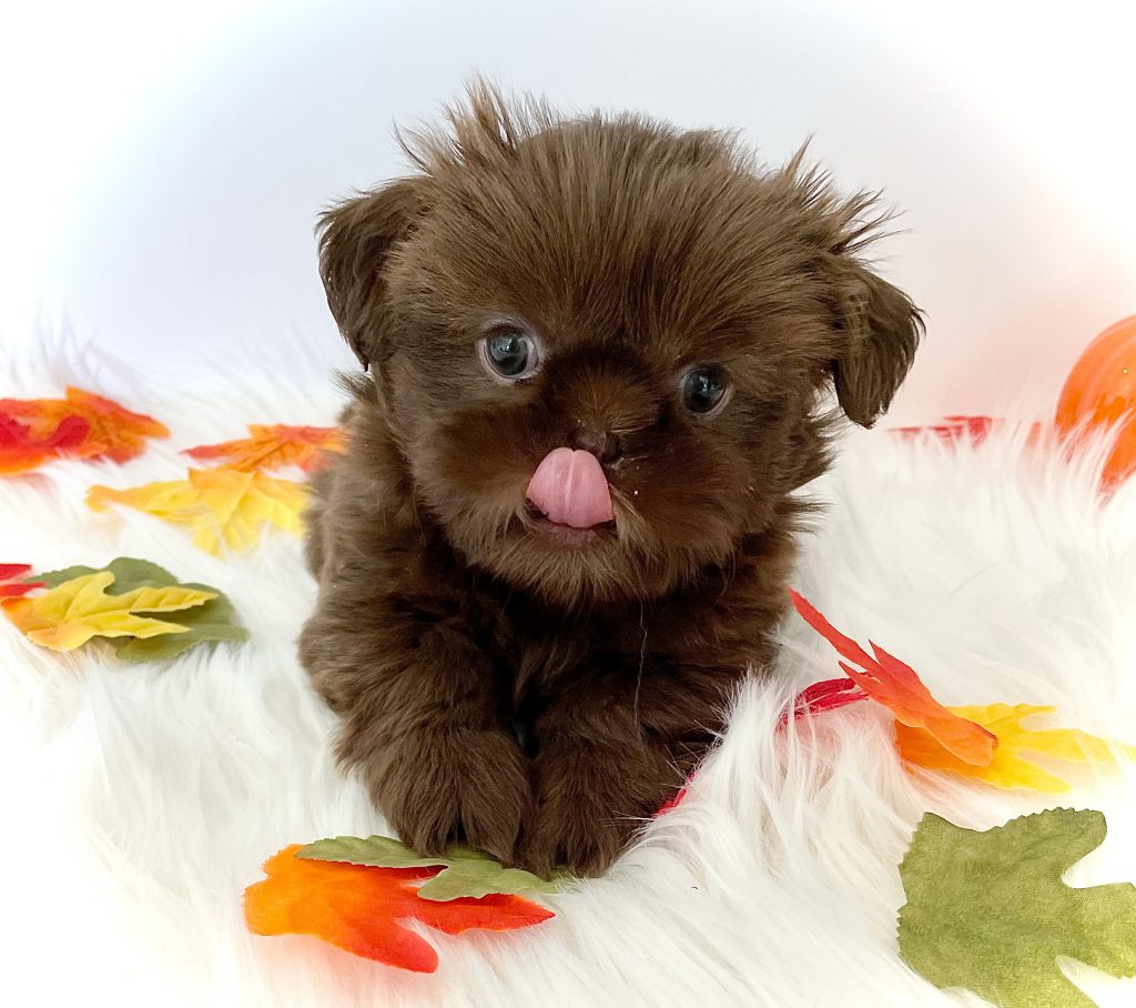 A chocolate-liver Shih Tzu puppy with his tongue out resting on a white blanket with leaves.