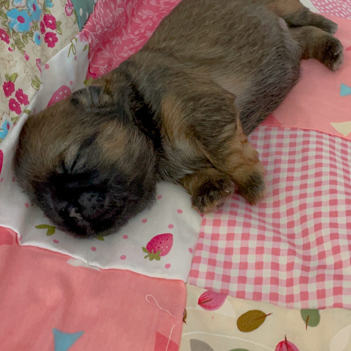 Female chocolate Shih Tzu puppy laying on a blanket.